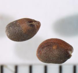   Seeds:   Eruca vesicaria  ssp.  sativa ; Photo by A. Margina, USDA APHIS PPQ, imageID.idtools.org
